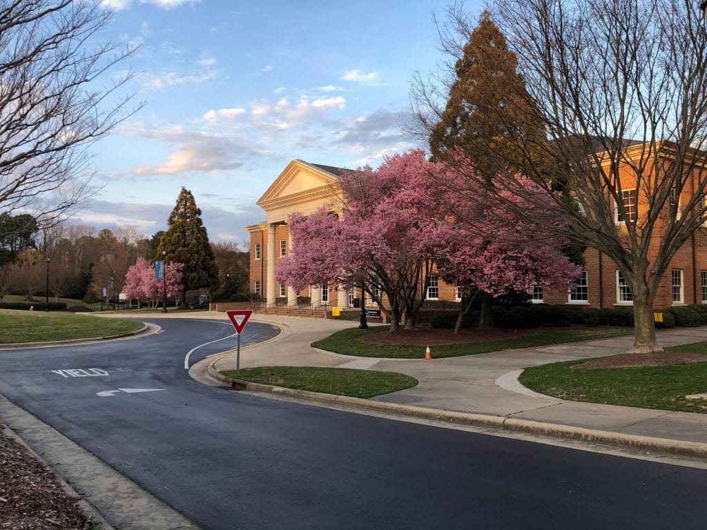 Campus view of cherry blossoms blooming in front of the Admin building at sunset